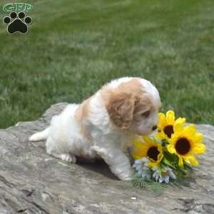 Frankie, Cavachon Puppy